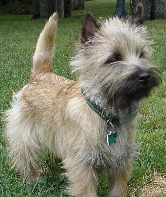 CAIRN TERRIER